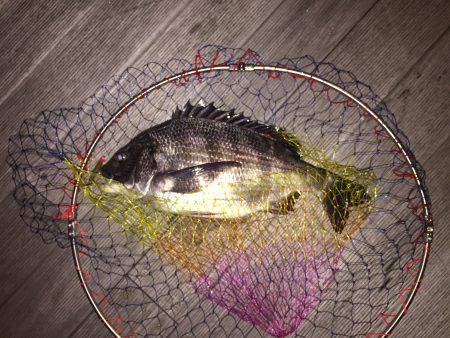 ボトム攻めでチヌ