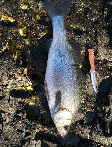 久しぶりの大物