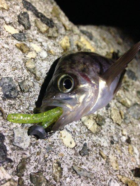 今日の1匹！！！