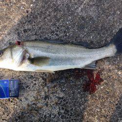 寒くて渋いなか