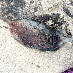 大物かとおもったら、、!?