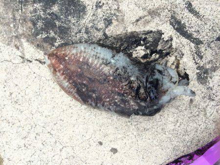 大物かとおもったら、、！？