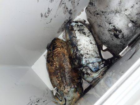 コウイカエギング！！