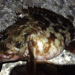 仕事帰りにガッシー探し\(^o^)/