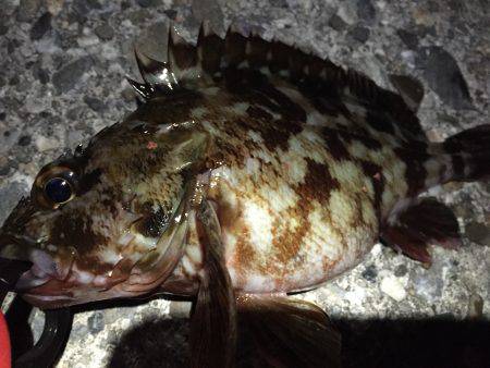 仕事帰りにガッシー探し＼(^o^)／