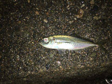 久しぶりのアジング