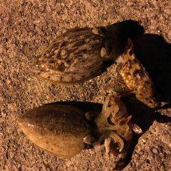 アメニモマケズカゼニモマケズ。