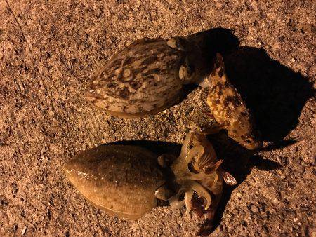 アメニモマケズカゼニモマケズ。