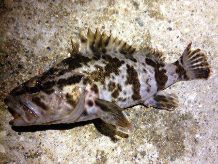 必殺！手作りジグ。