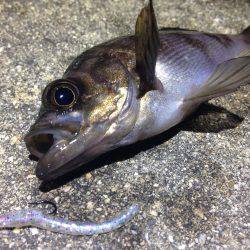 無風×ベタ凪×ド干潮