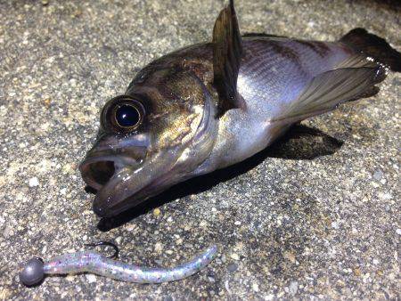 無風×ベタ凪×ド干潮