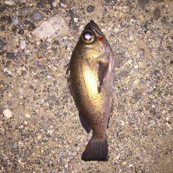 しぶしぶメバリング