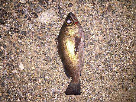 しぶしぶメバリング