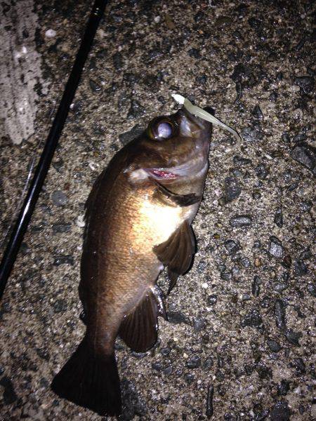 メバルだー！！