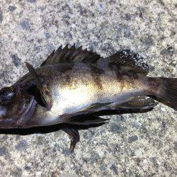 大雨でも行きます!