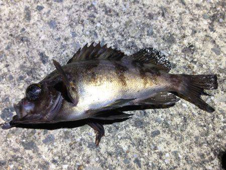 大雨でも行きます！