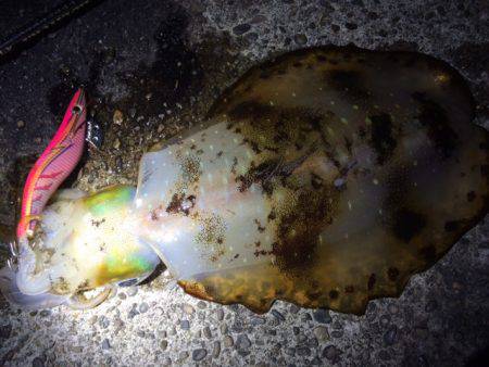 やっと釣れた(￣д￣)