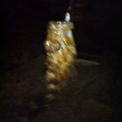 エギング後メバリング