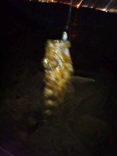 エギング後メバリング