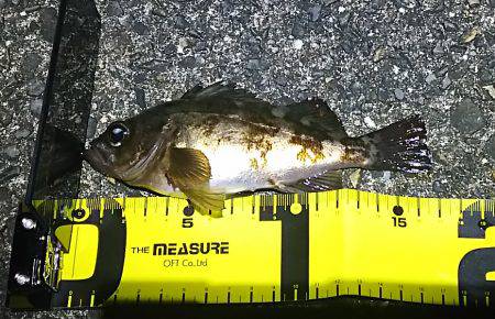 磯マル→× 青物→× メバル→〇