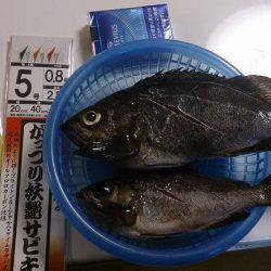 メバル釣果