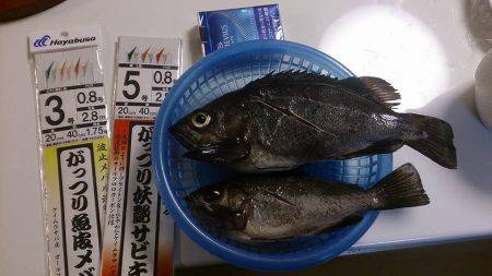 メバル釣果