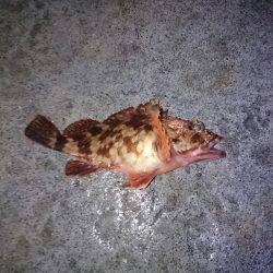 デカいメバル狙い!