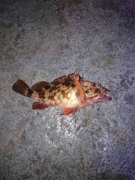 デカいメバル狙い!