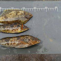 今シーズン初カレイ