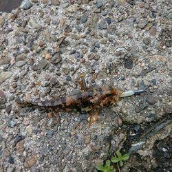 伊根３で釣りをする