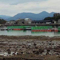 海上釣り堀カタタ釣果