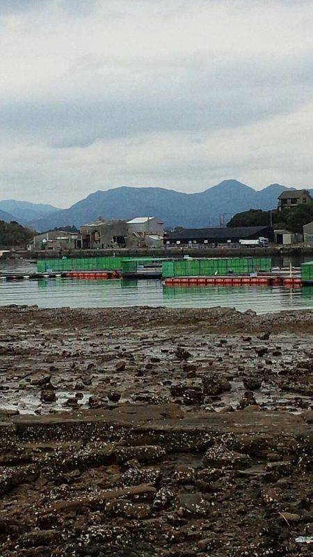 海上釣り堀カタタ釣果