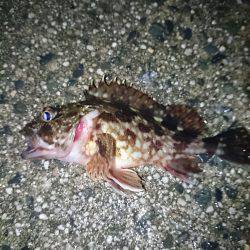 大雨の中のメバリング