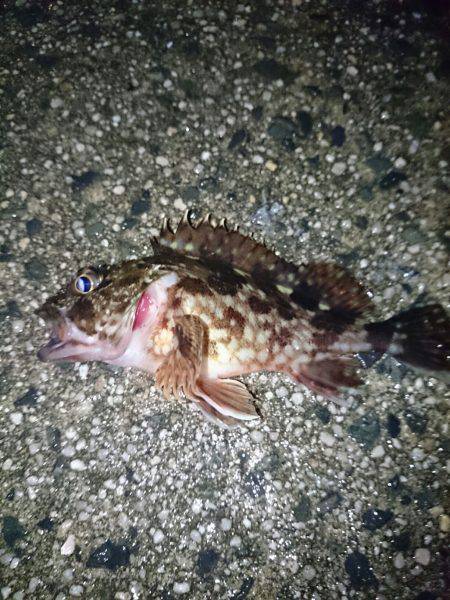 大雨の中のメバリング