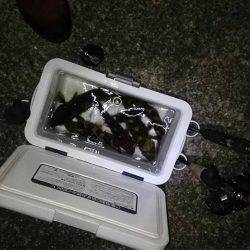 ガシリング入れ食い？