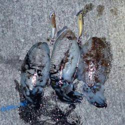 ライトエギング。