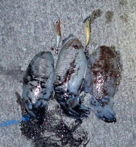 ライトエギング。