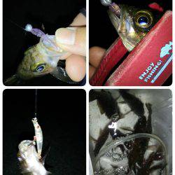 メバルイレグイday