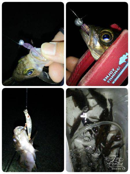 メバルイレグイday