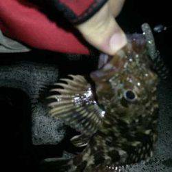 メバルを求めてタケノコ・ガシラ