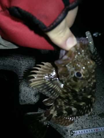 メバルを求めてタケノコ・ガシラ