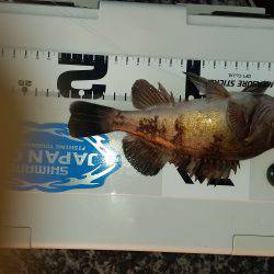 アジング激シブ