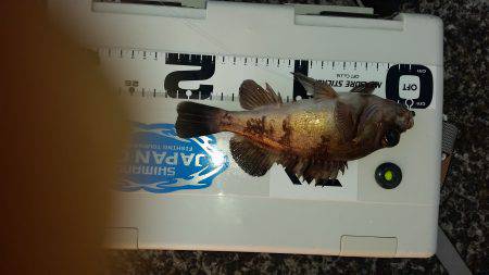 アジング激シブ