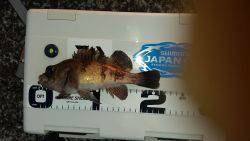 アジング激シブ