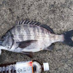 チヌ釣れました！