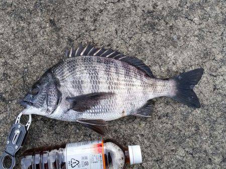 チヌ釣れました！