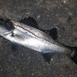 甲イカ狙いのハズが!