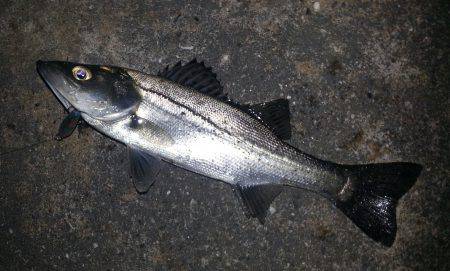 甲イカ狙いのハズが！