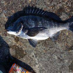 チヌ釣れました！
