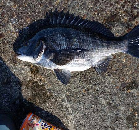 チヌ釣れました！